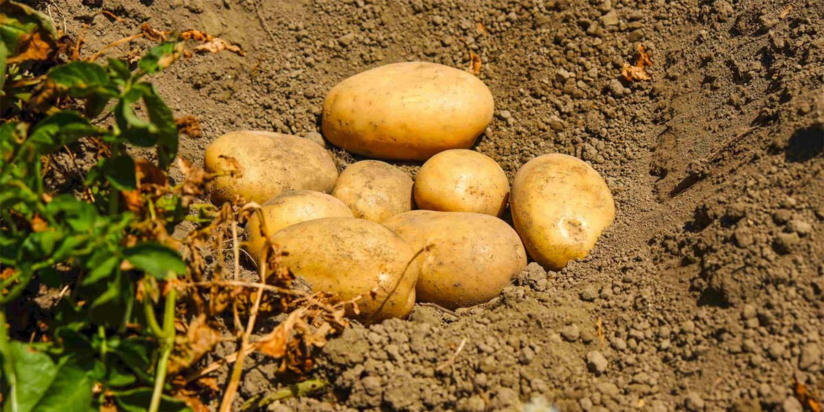 Potatoes Forever!: tante sfide per il raccolto della stagione 23/24